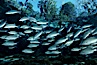 Mangrove snapper schooling in the clear waters of Crystal River, with trees in the background. Three Sisters Springs, Crystal River, Florida, USA. Image #02688