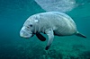 A Florida manatee, or West Indian Manatee, swims slowly through the clear waters of Crystal River. Three Sisters Springs, Crystal River, Florida, USA. Image #02696