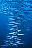 Barracuda. Roca Redonda, Galapagos Islands, Ecuador. Image #02732