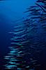 Barracuda. Roca Redonda, Galapagos Islands, Ecuador. Image #02733