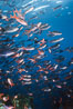 Pacific creolefish. Cousins, Galapagos Islands, Ecuador. Image #02736