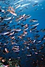 Pacific creolefish. Cousins, Galapagos Islands, Ecuador. Image #02736