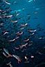 Pacific creolefish. Cousins, Galapagos Islands, Ecuador. Image #02737