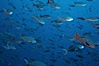 Pacific creolefish. Cousins, Galapagos Islands, Ecuador. Image #02738