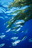 Half-moon perch schooling under offshore drift kelp, open ocean. San Diego, California, USA. Image #02747