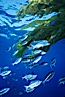 Half-moon perch schooling under offshore drift kelp, open ocean. San Diego, California, USA. Image #02747
