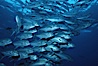 Horse-eyed jacks, Darwin. Darwin Island, Galapagos Islands, Ecuador. Image #02750