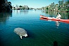 West Indian manatee and volunteer observer, Homosassa State Park. Homosassa River, Homosassa, Florida, USA. Image #02788