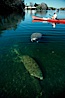 West Indian manatee and volunteer observer, Homosassa State Park. Homosassa River, Homosassa, Florida, USA. Image #02791
