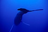 A humpback whale hovers motionless underwater in the ocean, inverted with head down and long pectoral fins held wide, near the Hawaiian island of Maui as it sings the famous "Song of the Humpback Whale".  Scientists have strong evidence that only male humpback whales sing. Maui, Hawaii, USA. Image #02796