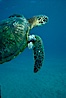 Green sea turtle exhibiting fibropapilloma tumors, West Maui. Maui, Hawaii, USA. Image #02835