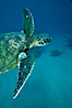 Green sea turtle exhibiting fibropapilloma tumors, West Maui. Maui, Hawaii, USA. Image #02836