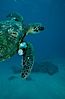 Green sea turtle exhibiting fibropapilloma tumors, West Maui. Maui, Hawaii, USA. Image #02837
