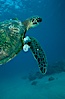 Green sea turtle exhibiting fibropapilloma tumors, West Maui. Maui, Hawaii, USA. Image #02838