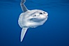 Ocean sunfish, open ocean. San Diego, California, USA. Image #02895