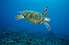 Green sea turtle, West Maui. Maui, Hawaii, USA. Image #02909