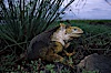 Galapagos land iguana. South Plaza Island, Galapagos Islands, Ecuador. Image #02991