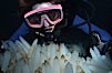 Squid eggs following mass mating. La Jolla, California, USA. Image #02992