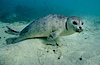 Pacific harbor seal swims in the protected waters of Childrens Pool in La Jolla, California.  This group of harbor seals, which has formed a breeding colony at a small but popular beach near San Diego, is at the center of considerable controversy.  While harbor seals are protected from harassment by the Marine Mammal Protection Act and other legislation, local interests would like to see the seals leave so that people can resume using the beach. La Jolla, California, USA. Image #03016