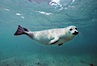 Pacific harbor seal swims in the protected waters of Childrens Pool in La Jolla, California.  This group of harbor seals, which has formed a breeding colony at a small but popular beach near San Diego, is at the center of considerable controversy.  While harbor seals are protected from harassment by the Marine Mammal Protection Act and other legislation, local interests would like to see the seals leave so that people can resume using the beach. La Jolla, California, USA. Image #03018
