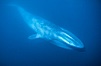 A huge blue whale swims through the open ocean in this underwater photograph.  The blue whale is the largest animal ever to live on Earth. Image #03027