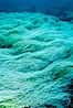 Surfgrass. Guadalupe Island (Isla Guadalupe), Baja California, Mexico. Image #03073