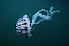 Purple-striped jellyfish. San Diego, California, USA. Image #03109