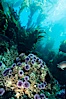 Purple sea urchins on rocky reef amid kelp forest. Santa Barbara Island, California, USA. Image #03111
