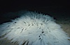 Squid egg masses attached to sandy bottom. La Jolla, California, USA. Image #03113