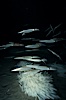 Mating squid and egg masses attached to sandy bottom. La Jolla, California, USA. Image #03114
