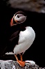 Atlantic puffin, mating coloration. Machias Seal Island, Maine, USA. Image #03118