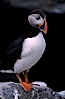 Atlantic puffin, mating coloration. Machias Seal Island, Maine, USA. Image #03119