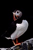 Atlantic puffin, mating coloration. Machias Seal Island, Maine, USA. Image #03120