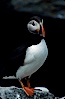 Atlantic puffin, mating coloration. Machias Seal Island, Maine, USA. Image #03121