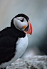 Atlantic puffin, mating coloration. Machias Seal Island, Maine, USA. Image #03122