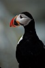 Atlantic puffin, mating coloration. Machias Seal Island, Maine, USA. Image #03123