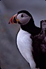 Atlantic puffin, mating coloration. Machias Seal Island, Maine, USA. Image #03124
