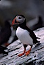 Atlantic puffin, mating coloration. Machias Seal Island, Maine, USA. Image #03126