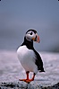 Atlantic puffin, mating coloration. Machias Seal Island, Maine, USA. Image #03127