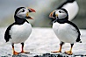 Atlantic puffin, mating coloration. Machias Seal Island, Maine, USA. Image #03135