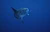 Ocean sunfish, halfmoon perch removing its parasites, open ocean. San Diego, California, USA. Image #03167