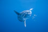 Ocean sunfish, halfmoon perch removing its parasites, open ocean. San Diego, California, USA. Image #03168