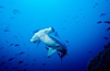 Scalloped hammerhead shark swims underwater at Cocos Island.  The hammerheads eyes and other sensor organs are placed far apart on its wide head to give the shark greater ability to sense the location of prey. Cocos Island, Costa Rica. Image #03192