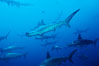 Scalloped hammerhead shark. Cocos Island, Costa Rica. Image #03216