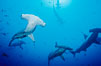 Scalloped hammerhead sharks, schooling over reef. Cocos Island, Costa Rica. Image #03217