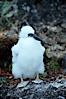 Brown booby, chick. Cocos Island, Costa Rica. Image #03257