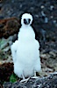 Brown booby, chick. Cocos Island, Costa Rica. Image #03258