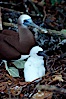 Brown booby, adult and chick at nest. Cocos Island, Costa Rica. Image #03259