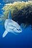 Ocean sunfish recruiting fish near drift kelp to clean parasites, open ocean, Baja California. Image #03267