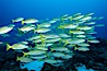 Schooling blue and gold snapper and Mexican goatfish. Cocos Island, Costa Rica. Image #03277